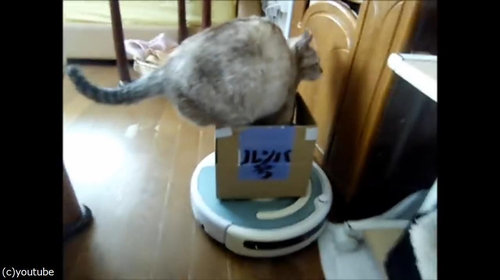 ルンバを乗りこなす猫06