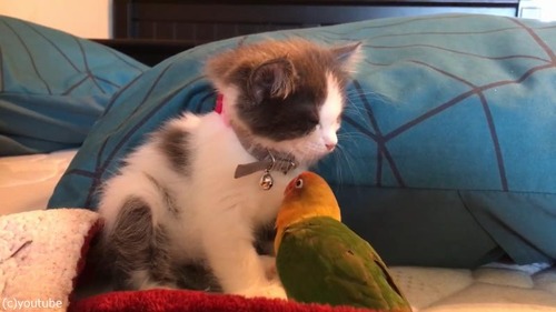 ニャンコとオウムの微笑ましい関係03