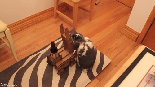 ビールを持ってきてくれるウサギ03