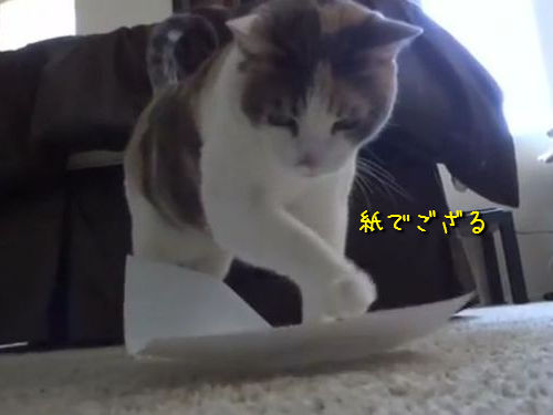 お行儀のよい猫