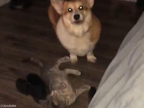 子猫とコーギーの平和な戦い03