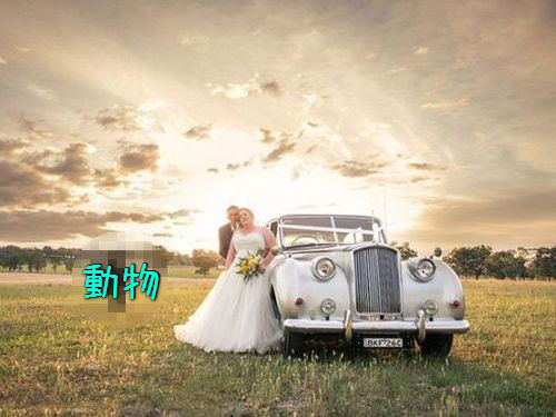 結婚写真に牛00