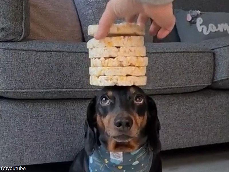 頭の上でバランスを取るのが得意な犬に お餅を何枚乗せられる 動画 らばq