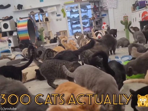 野良猫の聖地ファリボー猫保護施設02