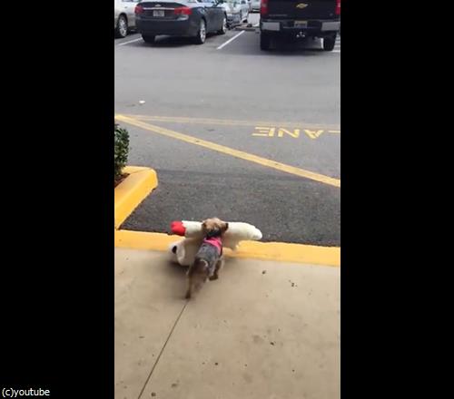 ぬいぐるみに大喜びのテリア04