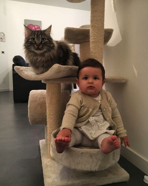 女の子を守る猫08