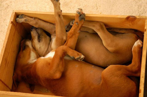 20Ȣ������ʪ�˼��ޤä�ưʪ����