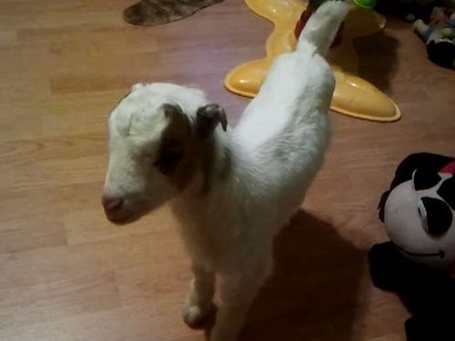 子ヤギのくしゃみ01