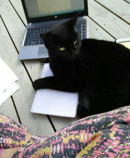 うちの猫じゃない09