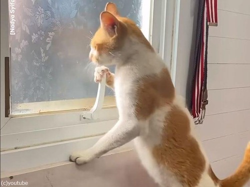 器用な猫…レバー付きの窓をいとも簡単に開けてしまう（動画）