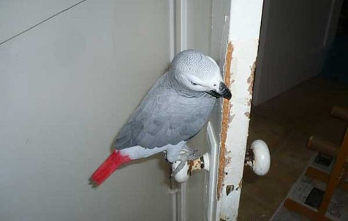 ペットのいたずら07