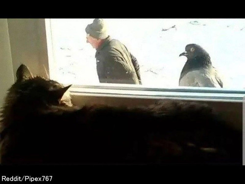 「このハトと老人の写真の違和感が大きいので…完成させてみた」猫もビックリの予想図