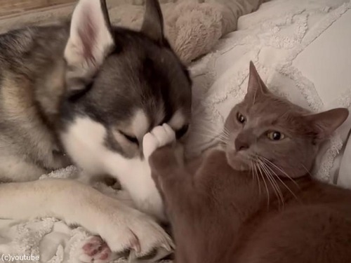 猫に愛されてメロメロになるハスキー犬（動画）