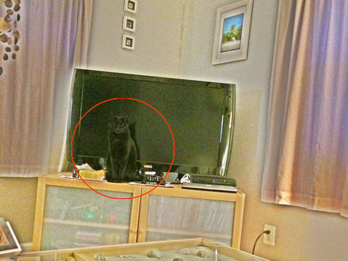 猫が見つからない03