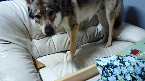 おもちゃが隠せない犬04