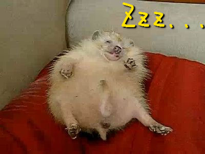 ハリネズミの赤ちゃんの夢