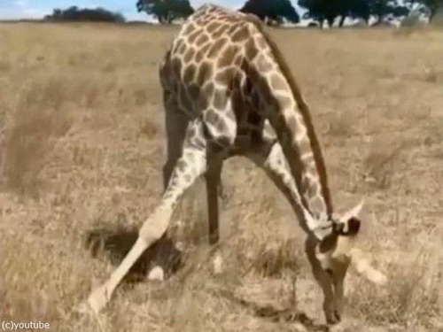 キリンが草を食べるとき00