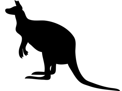 野生のカンガルーと目が合う