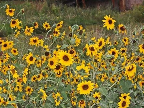 �Ҥޤ��μ�01