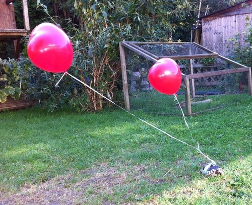 カメのトラッキングシステム01