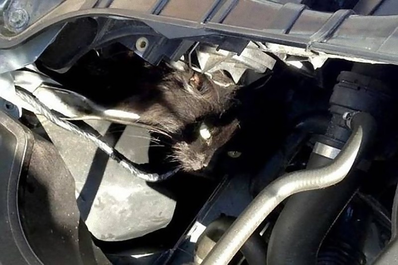 車のエンジンルームに入り込んでしまった意外な動物たち 写真いろいろ らばq 車のエンジンルームに入り込んでしまった意外な動物たち 写真いろいろ らばq