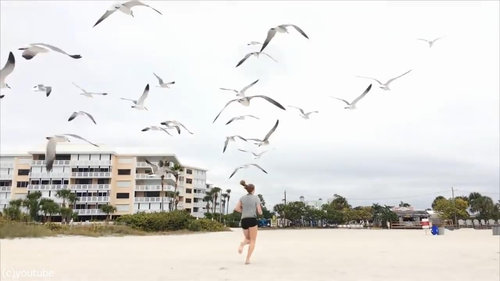 カモメの群れに追いかけられる女の子06