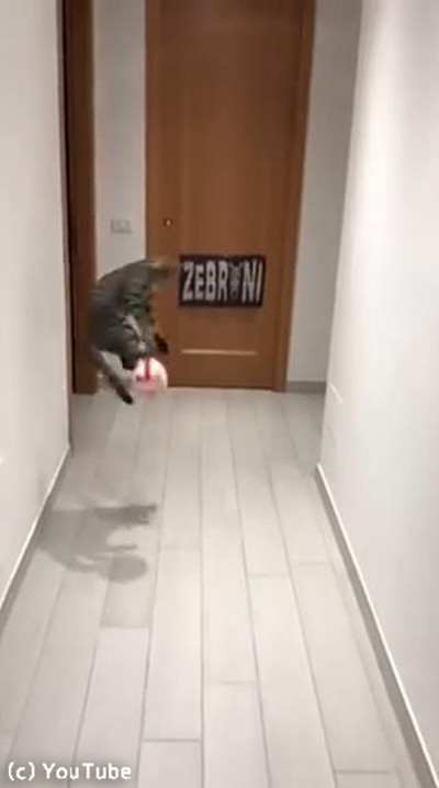 ゴールキーパー猫03