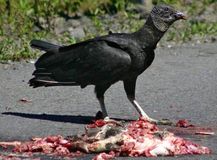 6.クロコンドル(Black Vulture)