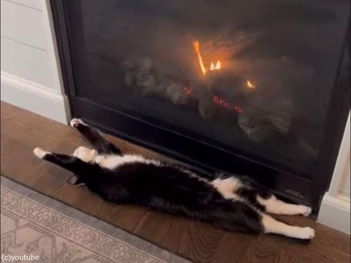 暖炉と猫
