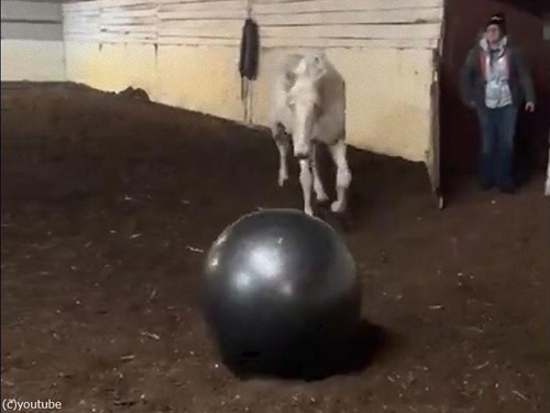 馬にバランスボールを与えたら こんなにボール遊びが好きだった 動画 マピオンニュース 馬にバランスボールを与えたら こんなにボール遊びが好きだった 動画 マピオンニュース