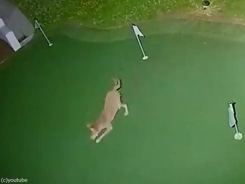 ���衼�Ƥ�΢���ǥ����02