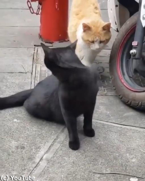 猫の修羅場シーン04