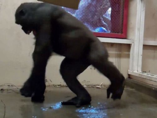 ノリノリなゴリラ01