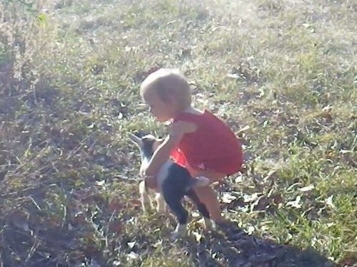 子ヤギと幼女02