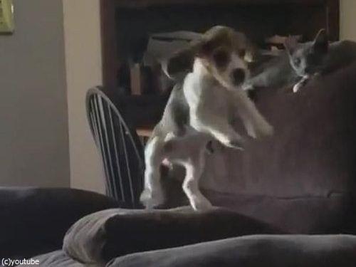 隣のソファーに飛び移ろうとする犬03