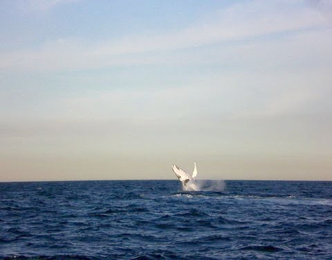 クジラウォッチング05