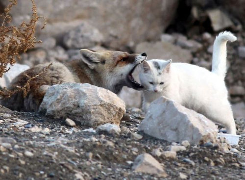 キツネと猫が仲良しに02