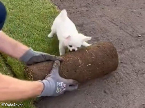 「ここはまかせて！」ちいさな犬が全身を使ってロール芝の敷設を手伝う