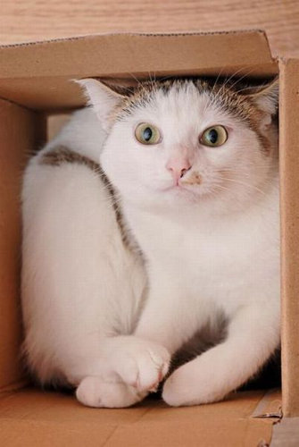 03Ȣ������ʪ�˼��ޤä�ưʪ����