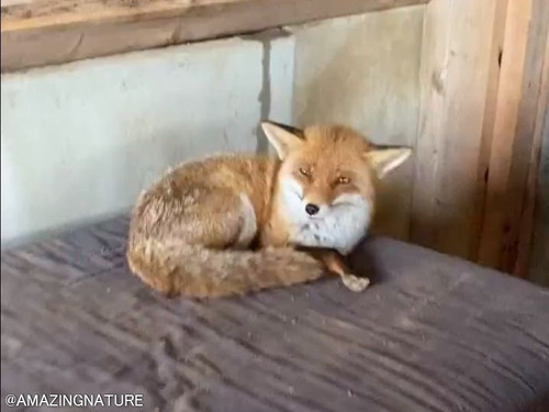 鳴き声がキュートなキツネ「中身は猫？」
