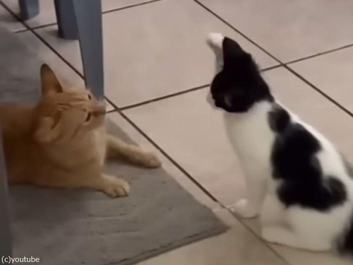 直前にイタズラがバレてしまった猫…苦し紛れの行動をする（動画）