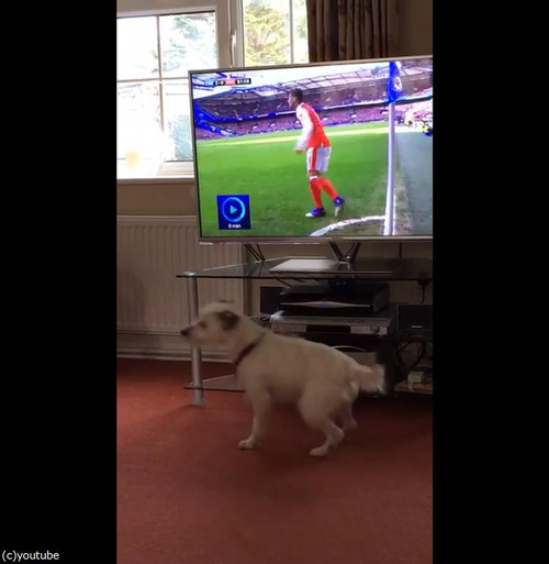 サッカーと犬04