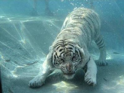 泳ぐ虎12
