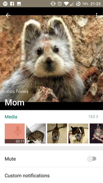 イリピカ・ウサギ03