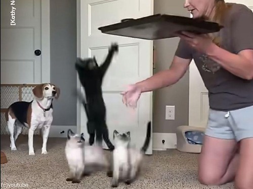 おやつタイムに夢中の子猫たち…待ちきれないジャンプの瞬間（動画）