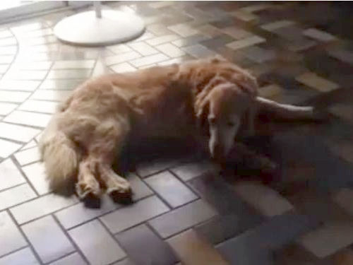 かわいそうな犬01