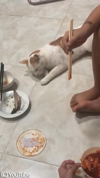 寝たふりをして大好物をゲットする猫01