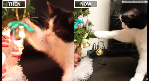 猫の3か月と3歳を比較04