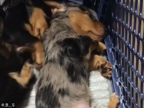 悪夢にうなされる子犬を…となりの兄弟がギュッと抱きしめてあげる