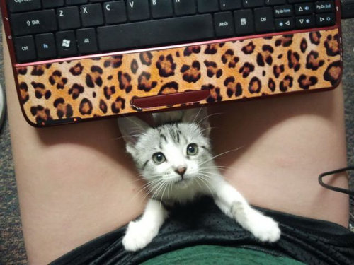 イタズラ動物12